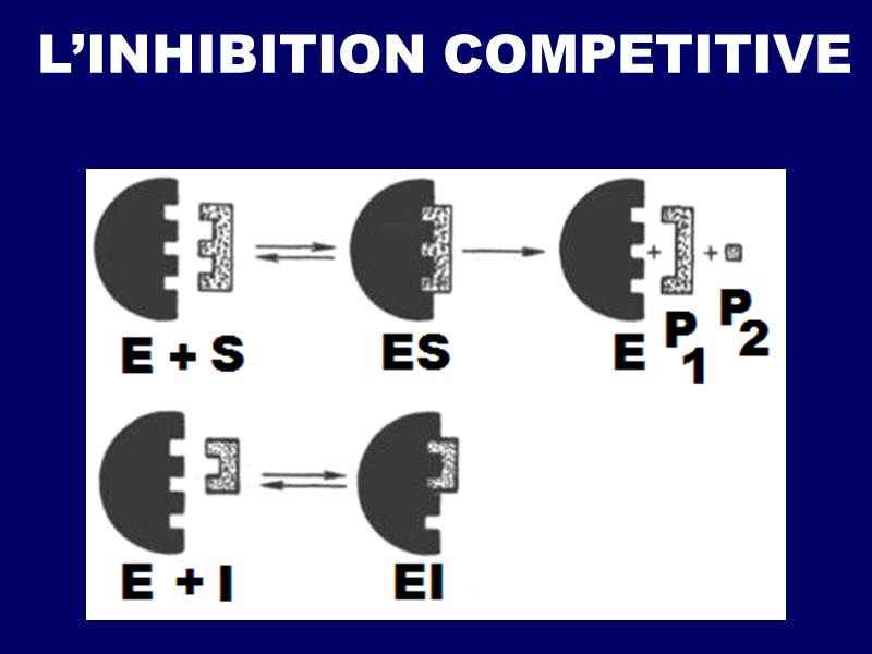 L’INHIBITION COMPETITIVE